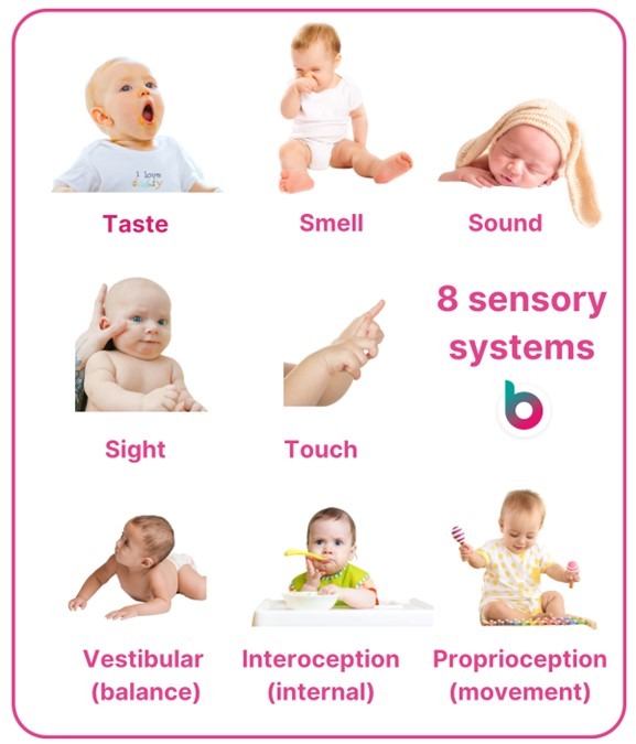 8 sensory systems - taste, smell, sound, sight, touch, vestibular (balance), interoception (internal), Proprioception (movement)