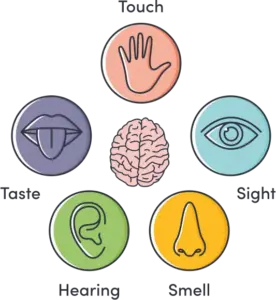 5 senses as icons arranged around a brain - touch, sight, smell, hearing, taste