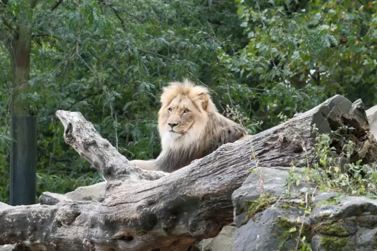 Dear-zoo-image-a-lion-on-some-zoo-scenery