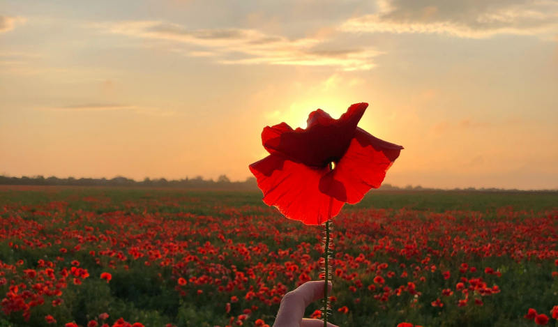 Remembrance-image-1-hand-holding-a-poppy